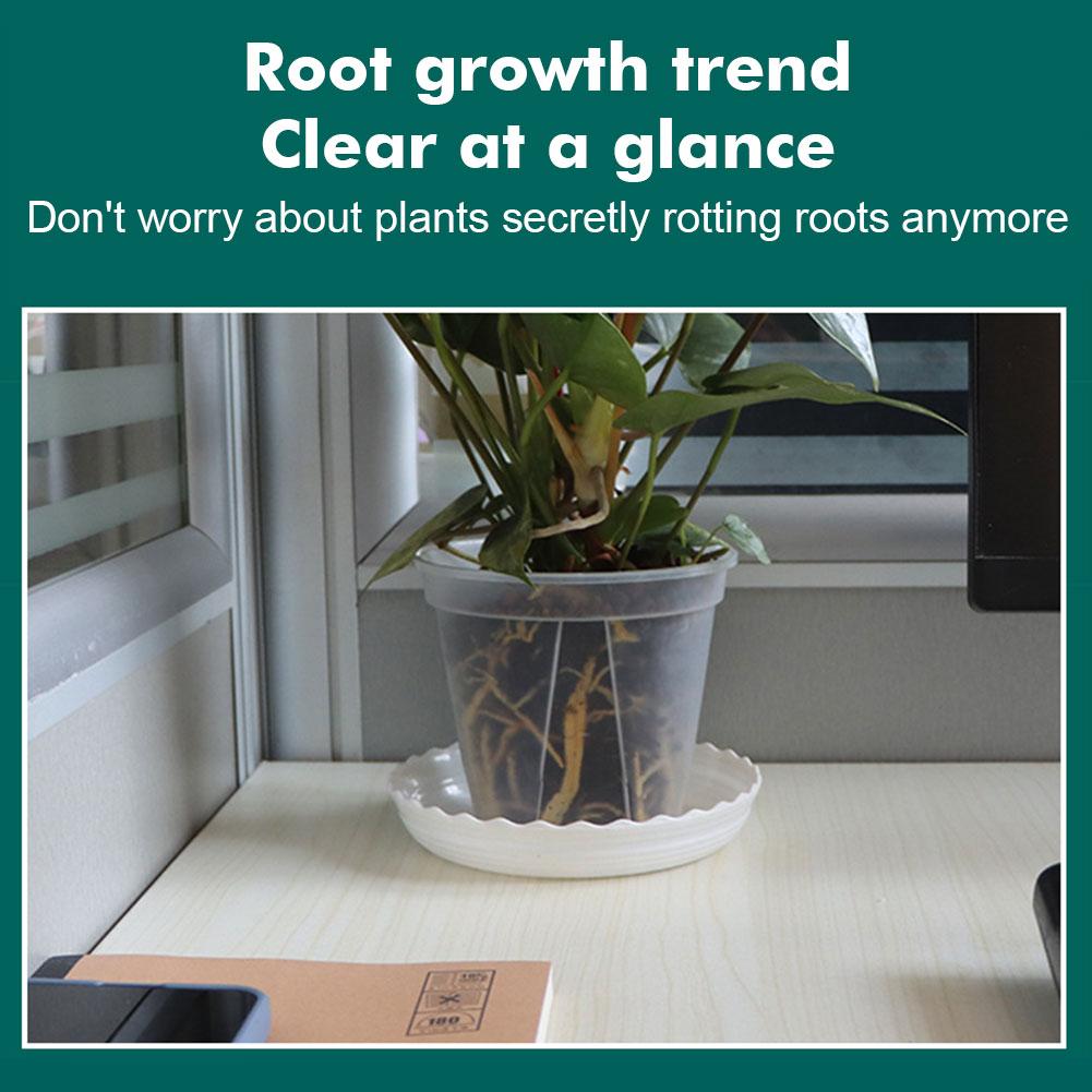 난초 심기용 투명 플라스틱 화분, 뿌리 관리 화분, 자 - Aloe Vera Pot 리뷰 및 가격