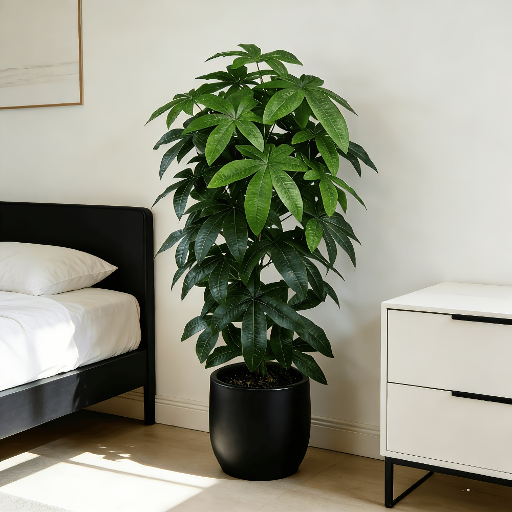 과학적인 돈나무 특징을 지닌 인공 돈나무 파치라 아쿠아 - Dracaena Marginata 리뷰 및 가격